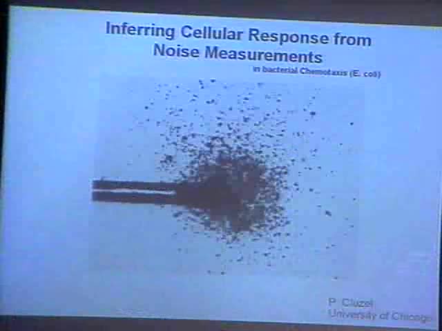 Inferring Cellular Response to a Small Stimulus from Noise Measurements in Non-stimulated Cells Thumbnail