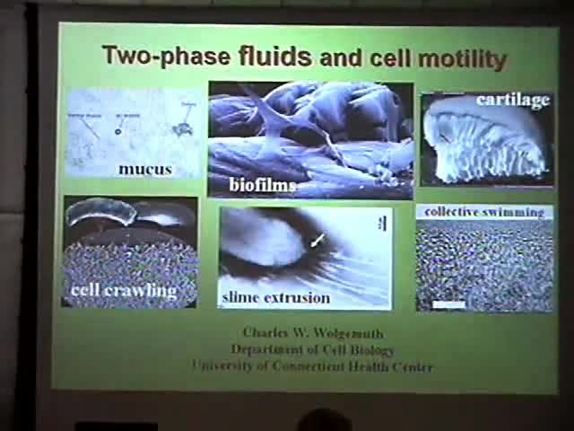 Two-phase Fluids and the Mechanics of Crawling Cells Thumbnail