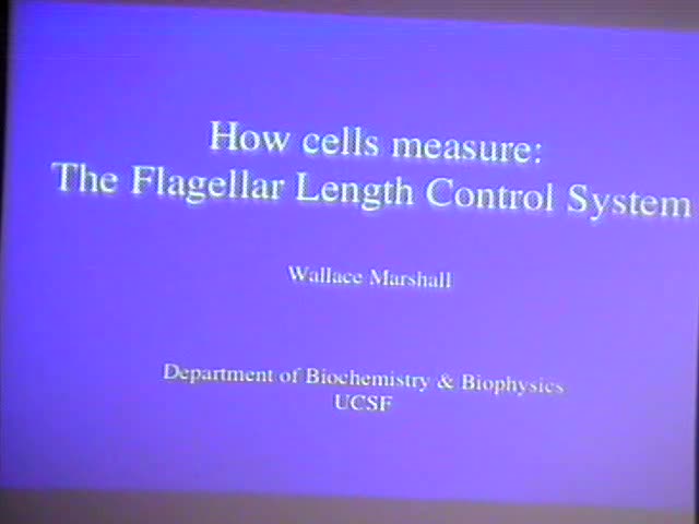Noise and Dynamics of the Flagellar Length Control System Thumbnail