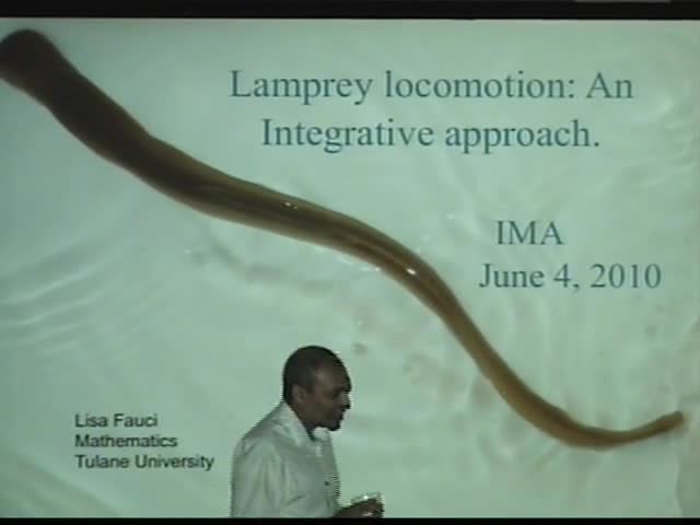 Lamprey locomotion: An integrative muscle mechanics - fluid dynamics model 

 Thumbnail
