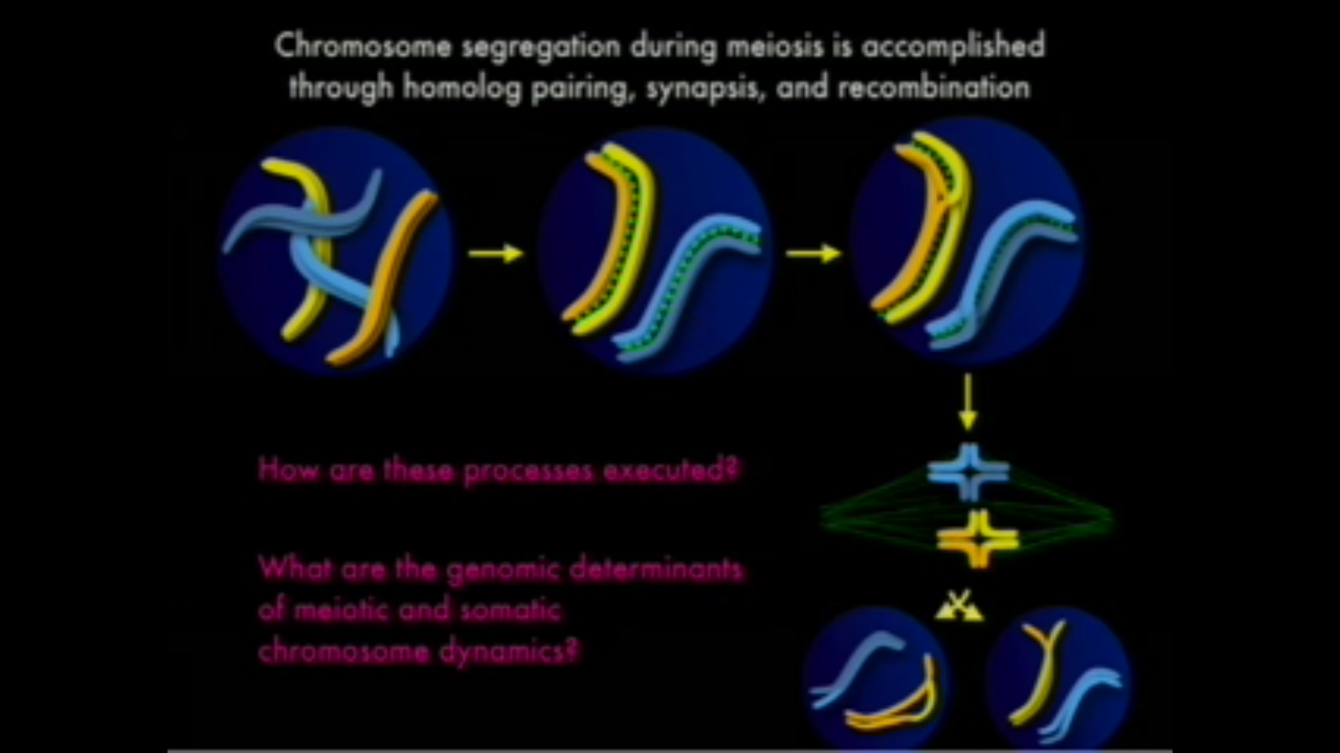 Chromosome organization and dynamics in C. elegans Thumbnail