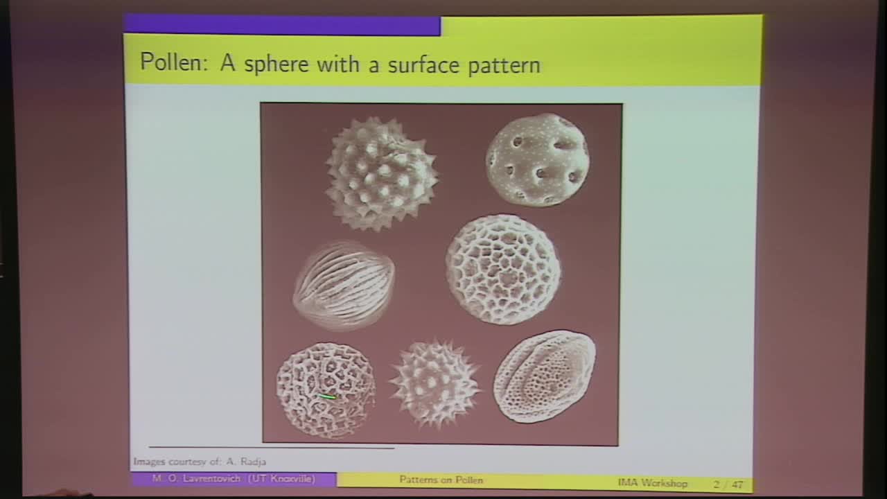 Pattern Development in Pollen Grains Thumbnail