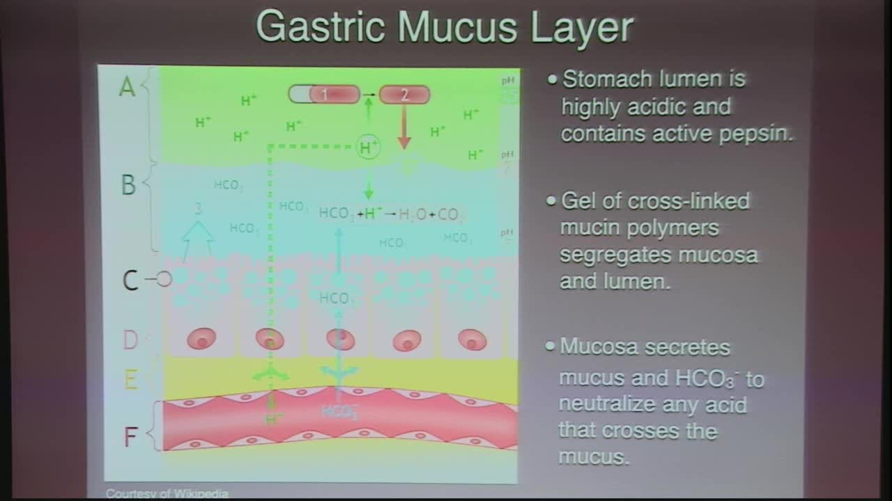 A two-phase model of electro-diffusion mediated swelling in gastric mucus Thumbnail