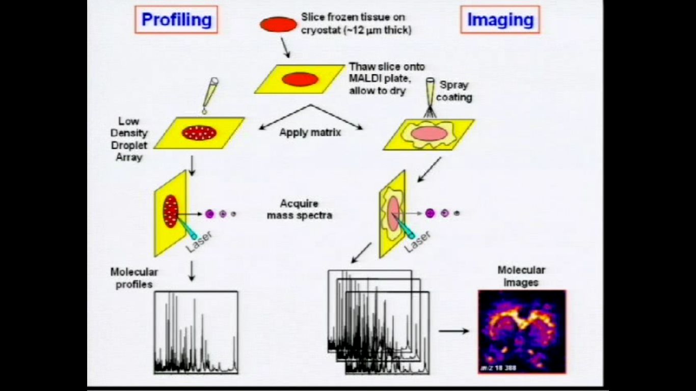 Molecular Imaging of Tissue Sections by MALDI Mass Spectrometry Thumbnail