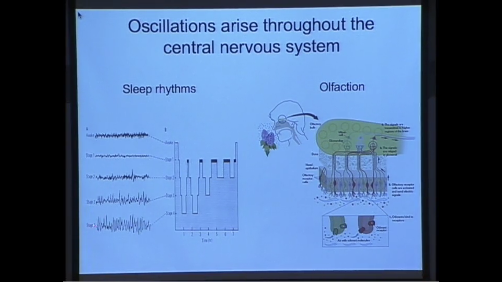 Reducing Neuronal Systems to Discrete Dynamics Thumbnail