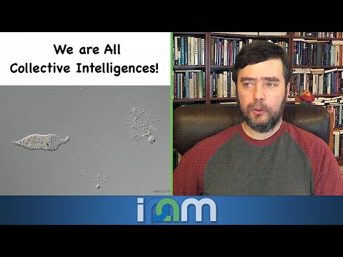 Michael Levin - Non-neural intelligence: biological architecture problem-solving in diverse spaces Thumbnail