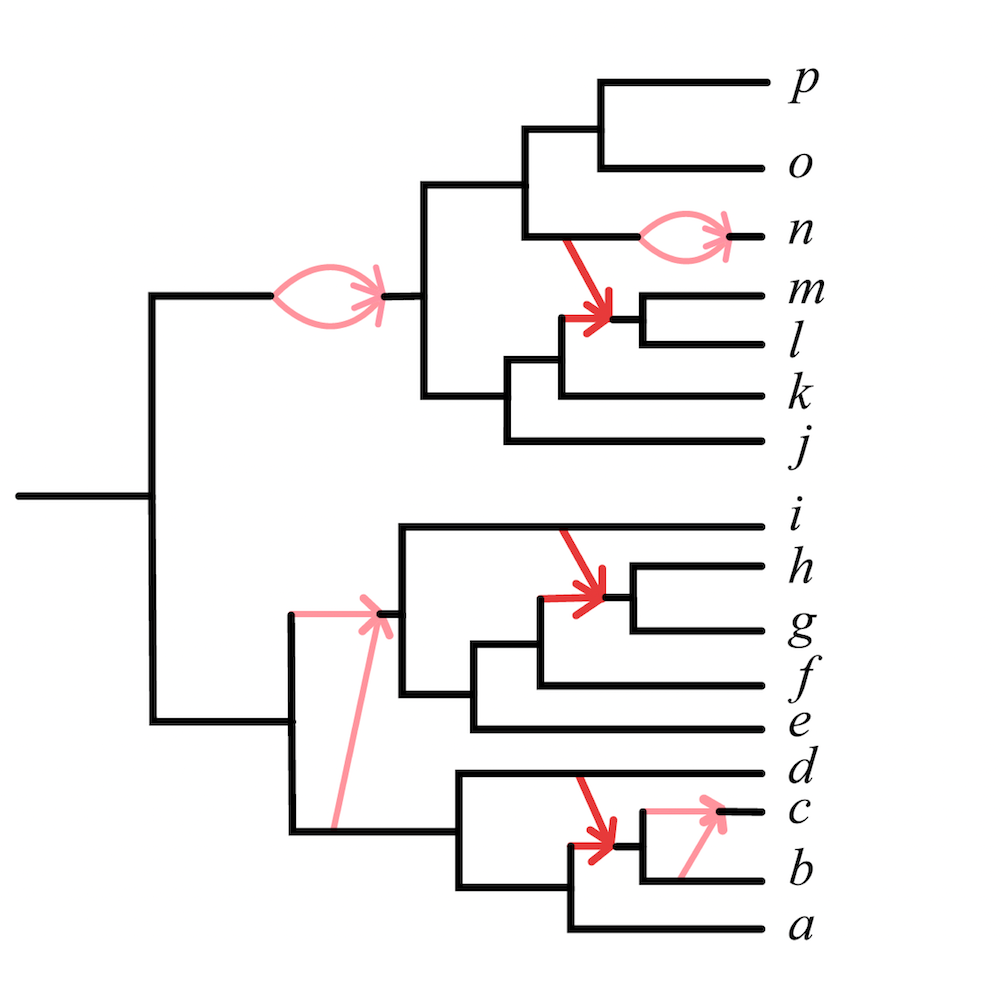 Practical Inference Algorithms for Species Networks Thumbnail Image